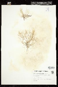 Polysiphonia subtilissima image