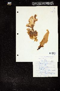 Wildemania schizophylla image