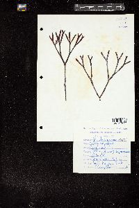 Prionitis australis image