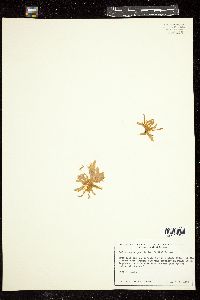 Acinetospora pusilla image