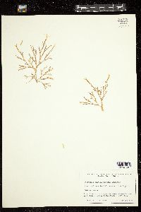 Dictyota dichotoma image