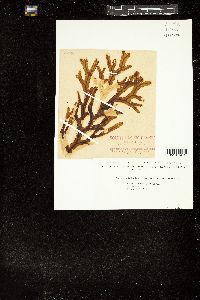 Dictyopteris muelleri image