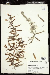 Sargassum filipendula image