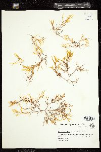 Sargassum natans image