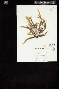 Sargassum filipendula image