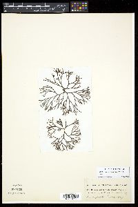Ahnfeltiopsis vermicularis image