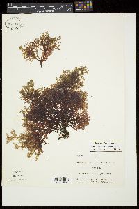 Coeloclonium tasmanicum image