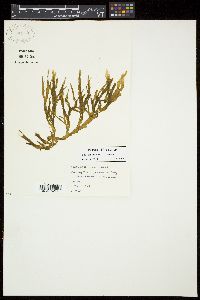 Canistrocarpus crispatus image
