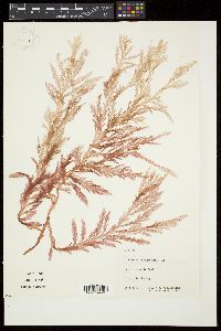 Plocamium patagiatum image