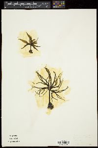 Postelsia palmaeformis image