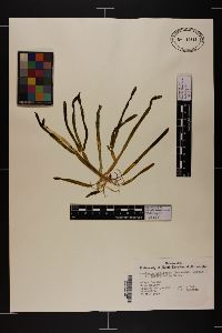 Caulerpa prolifera f. zosterifolia image