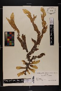 Dictyopteris hoytii image