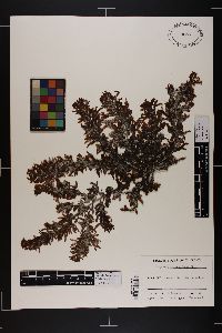 Sargassum torvum image