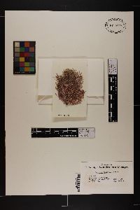 Amphiroa beauvoisii image
