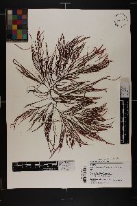 Agardhiella subulata image