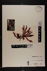 Gracilaria truncata image