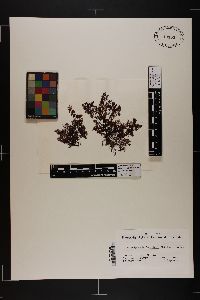 Polysiphonia brodiei image