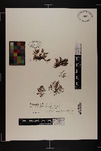 Polysiphonia mottei image