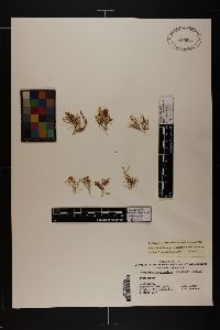 Polysiphonia kapraunii image