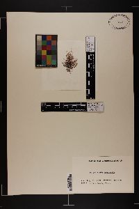 Polysiphonia havanensis image