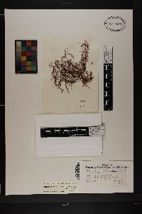 Neosiphonia echinata image