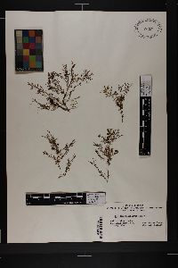 Gelidium floridanum image