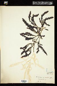 Landsburgia quercifolia image
