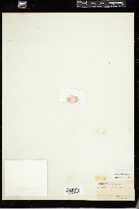 Martensia flabelliformis image