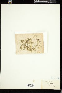 Nitella acuminata var. capitulifera image
