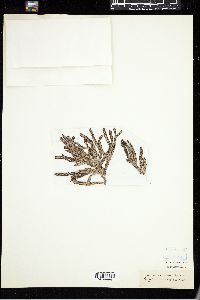 Epiglossum smithiae image