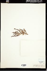 Myriodesma integrifolium image