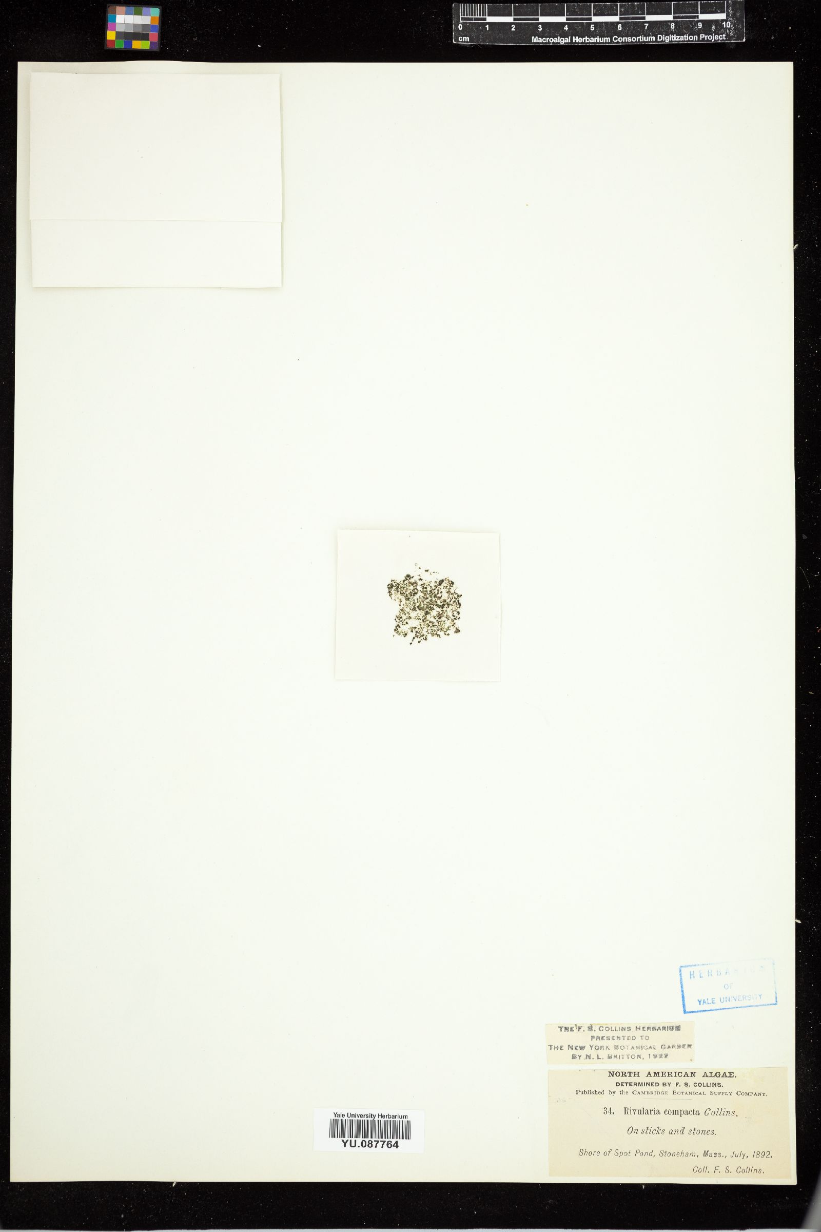 Rivularia compacta image