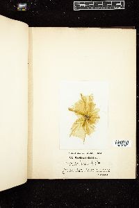 Monostroma crepidinium image