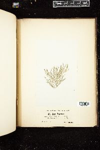 Ganonema farinosum image