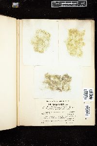 Spirogyra calospora image