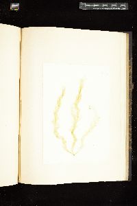 Enteromorpha linza var. lanceolata image