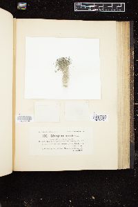 Cylindrospermum muscicola image