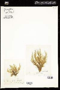 Ectocarpus littoralis image