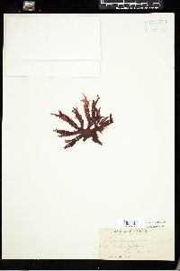 Calliblepharis ciliata image