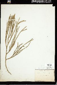 Codium muelleri image