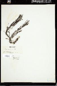 Cystoseira ericoides image