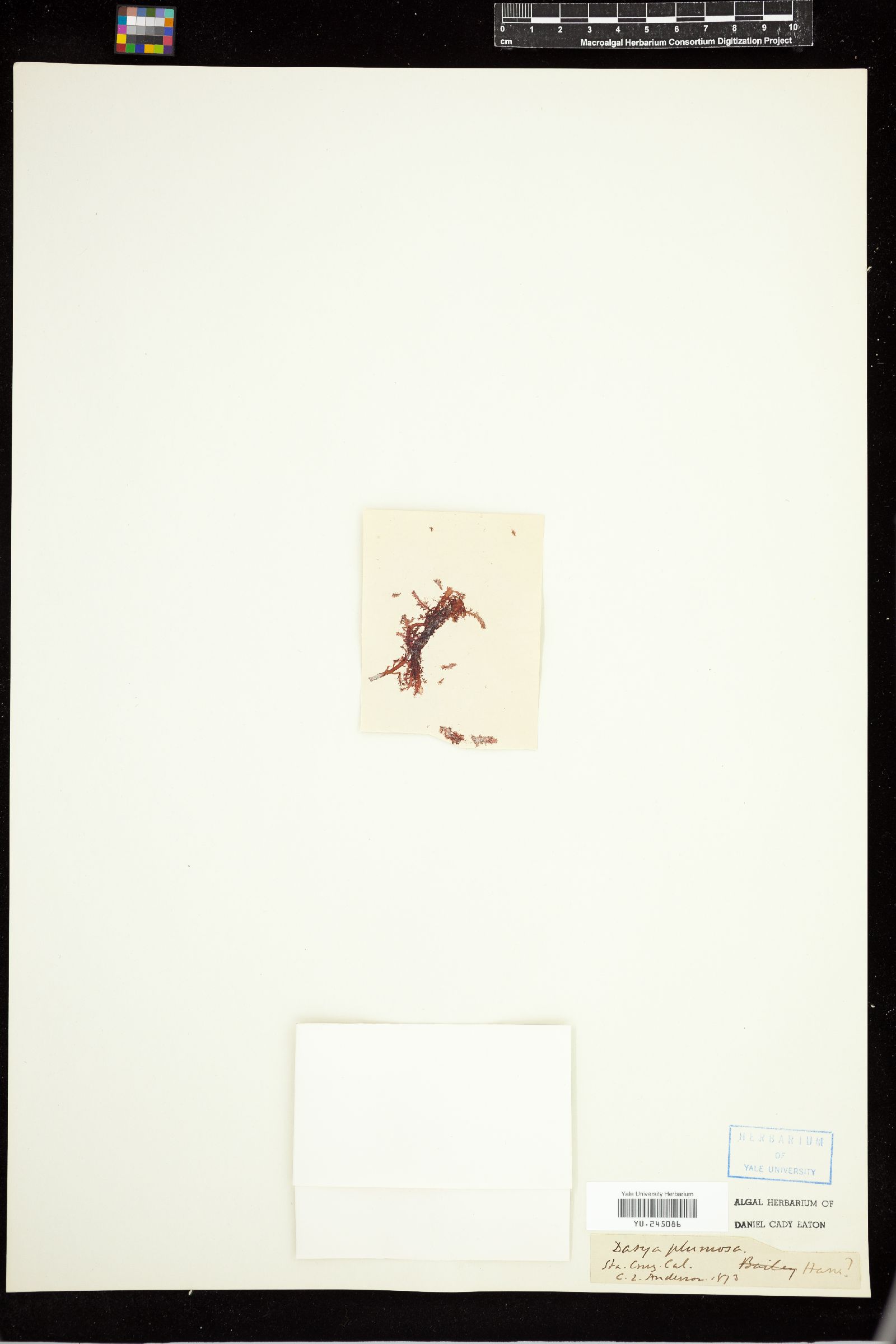 Rhodoptilum image