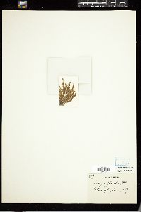 Ectocarpus glomeratus image