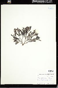 Fucus filiformis image