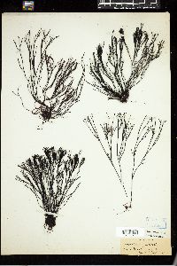 Furcellaria lumbricalis image