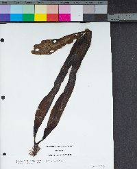 Dictyoneurum californicum image