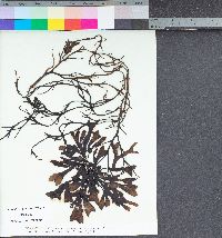 Fucus distichus image