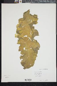 Punctaria chartacea image