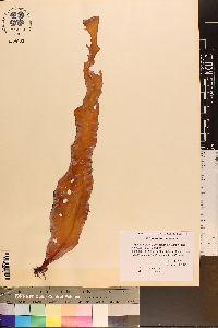 Phyllymenia belangeri image