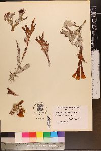 Heteroderma gibbsii image